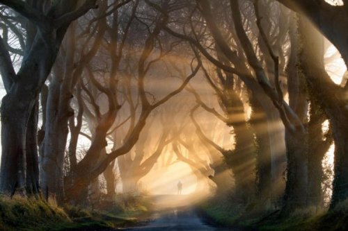 A person in a forest.