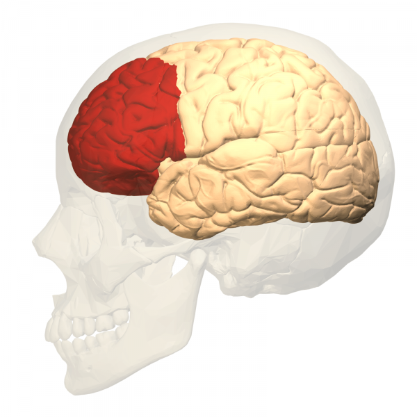 Brain with prefrontal cortex highlighted in red.