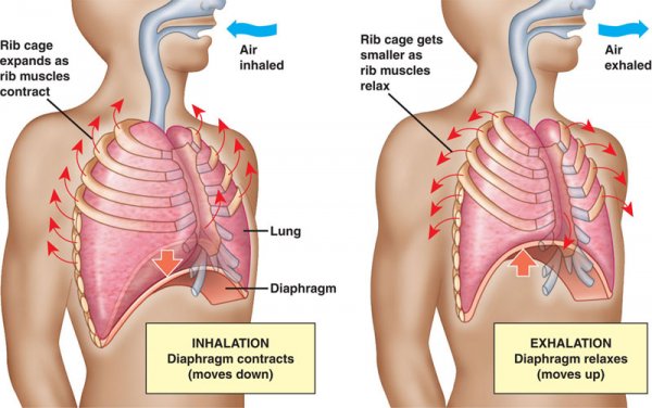 Diagram of human respiratory system and inhalation and exhalation.