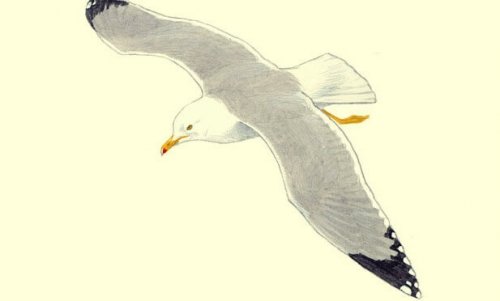 A seagull.