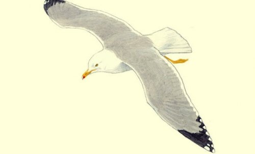 tegning af en flyvende måge