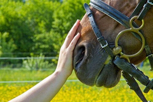 Person stroking horse's head.