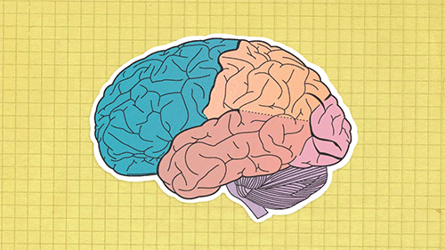 The human brain.