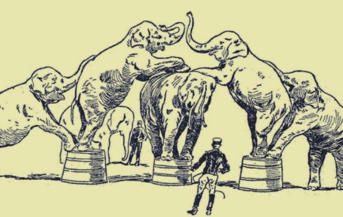 Elephants at a circus.
