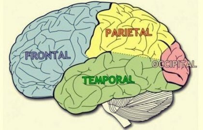 Cerebral Lobes: Characteristics and Functions