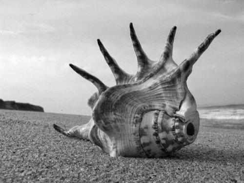 The conch shell is a democratic symbol in The Lord of the Flies.