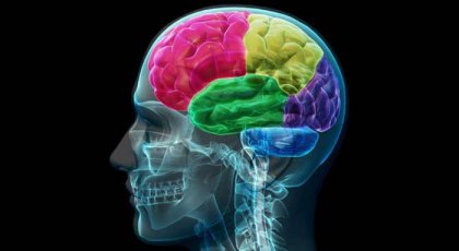 The Addict's Brain: Anatomy of Compulsion and Need