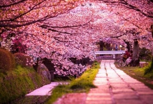 Cherry blossom trees.