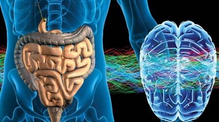 The Enteric Nervous System: The Second Brain