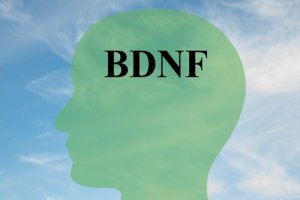 How to Increase BDNF, A Key Protein for Healthy Brain Cells