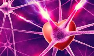 The Biological Explanation of Love