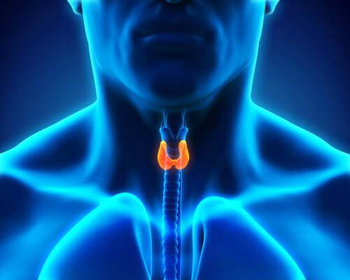 Stress and hyperthyroidism affect the thyroid gland located in the neck.