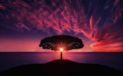 A tree on an island at sunset.