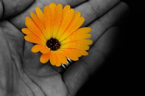 A yellow flower in hand.