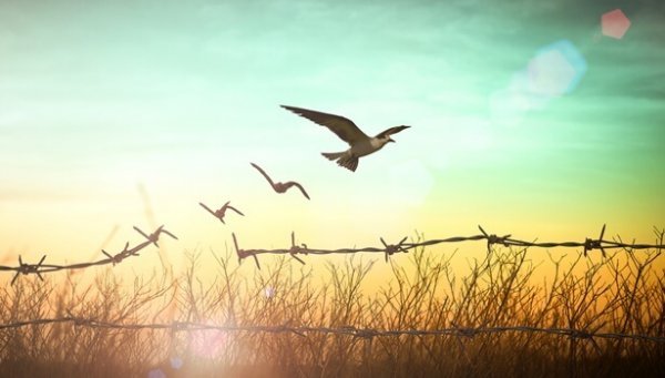 Bird escaping from wires.