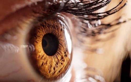 Closeup of a brown eye.