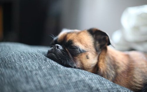 Sleeping puppy.