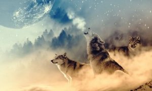 Wolf Medicine According to Native Americans