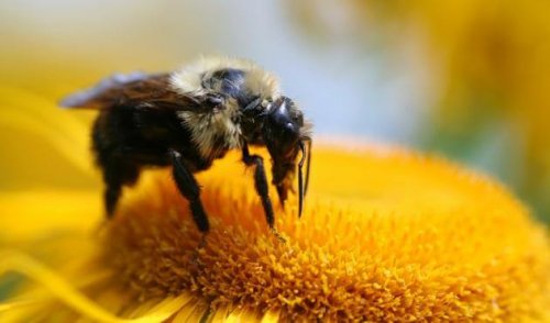 It's important to take a look at the lessons from bees.