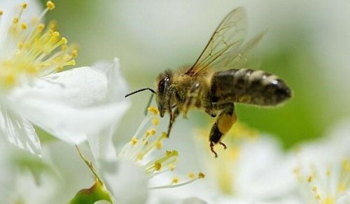 Five Lessons We Can Learn from Bees