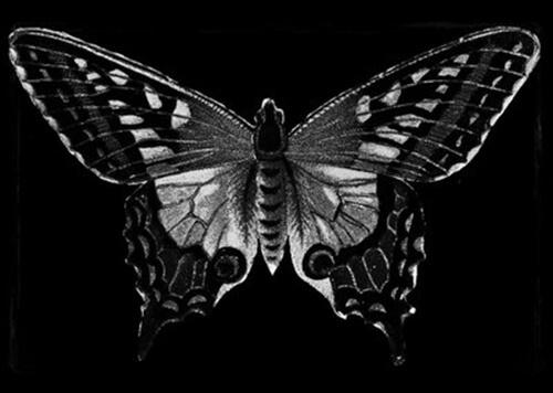 A black butterfly.