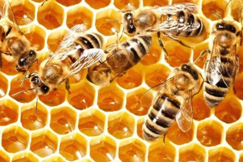 Teamwork is just one of the many lessons we can learn from bees.