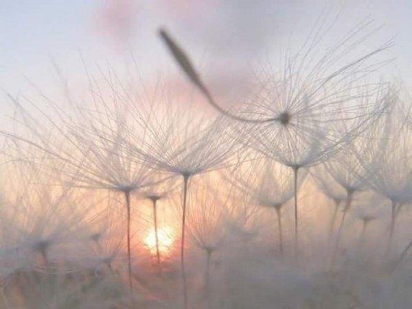Dandelions.