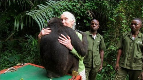 Jane Goodall quotes teach us about more than just chimps.