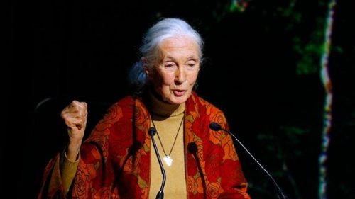 Some Jane Goodall quotes come from her activist conferences.