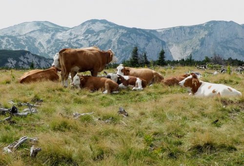 Humans first domesticated livestock during the Neolithic revolution.