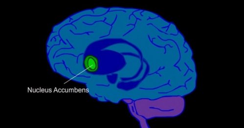 Here is the location of the nucleus accumbens in a blue brain.