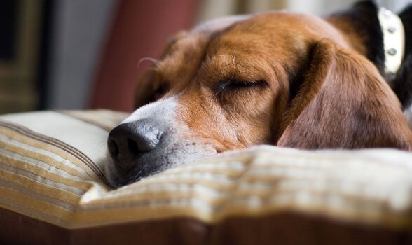 A dog sleeping on a cushion.