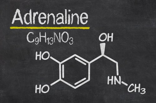 The Effects of an Adrenaline Rush Exploring your mind The Effects of an Adrenaline Rush Exploring your mind