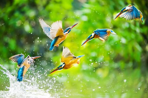 Five birds in the water.