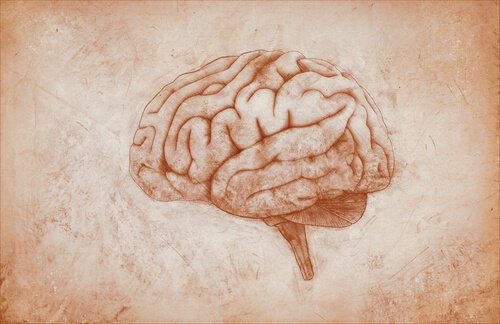 A drawing of a brain. 