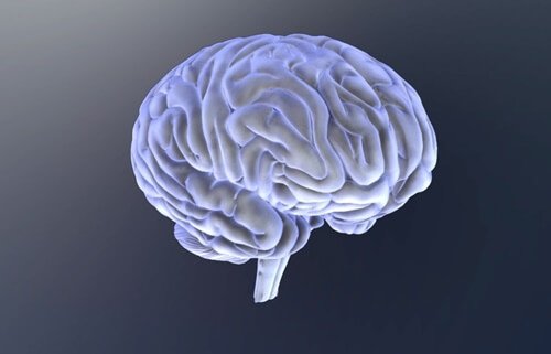 The brain.