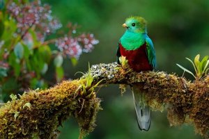 The Legend of the Toh Bird: A Lesson in Humility