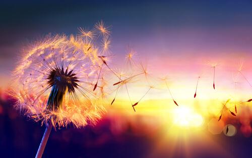 A dandelion at sunset.