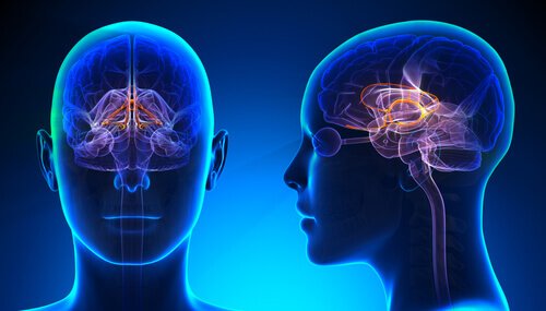 Emotions come from the primitive limbic system, shown here.