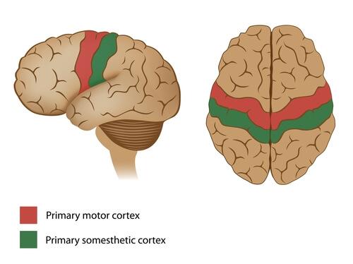 Motor cortex.