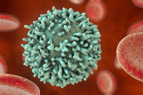 White blood cells are a major part of the immune system.