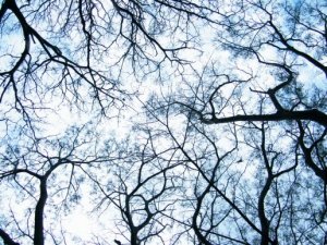 Dendrites: The Start of a Neuroscientific Revolution