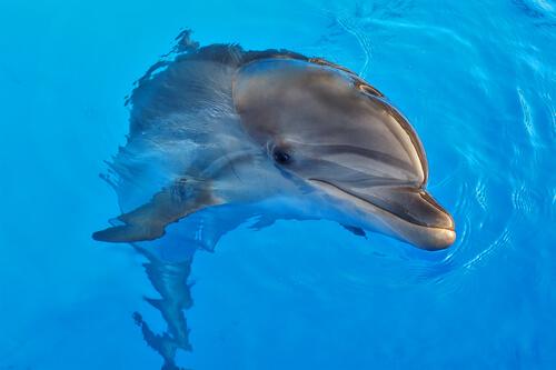 Dolphin-Assisted Therapy: Benefits and Controversy