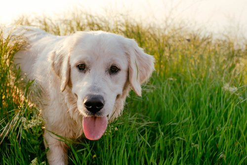 A yellow Labrador Retriever.