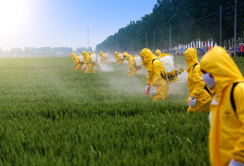 The Effects of Pesticides on the Brain