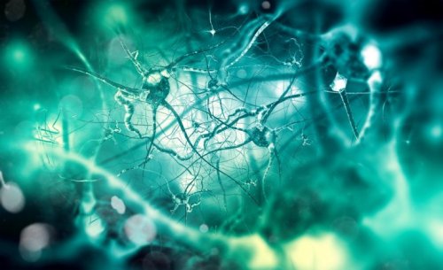 Neurotransmitters and nociceptors.