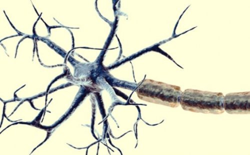 A close-up photo of nociceptors (pain receptors).