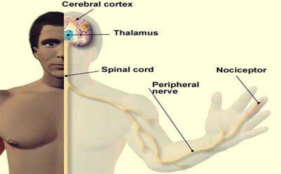 A man with axons and nociceptors.