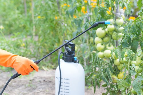 A person spraying pesticides on fruit.