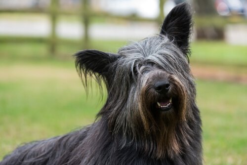 A black Skye Terrier dog.